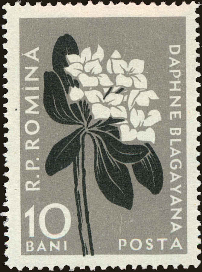 Front view of Romania 1162 collectors stamp