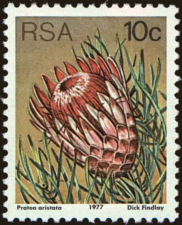 Front view of South Africa 484 collectors stamp