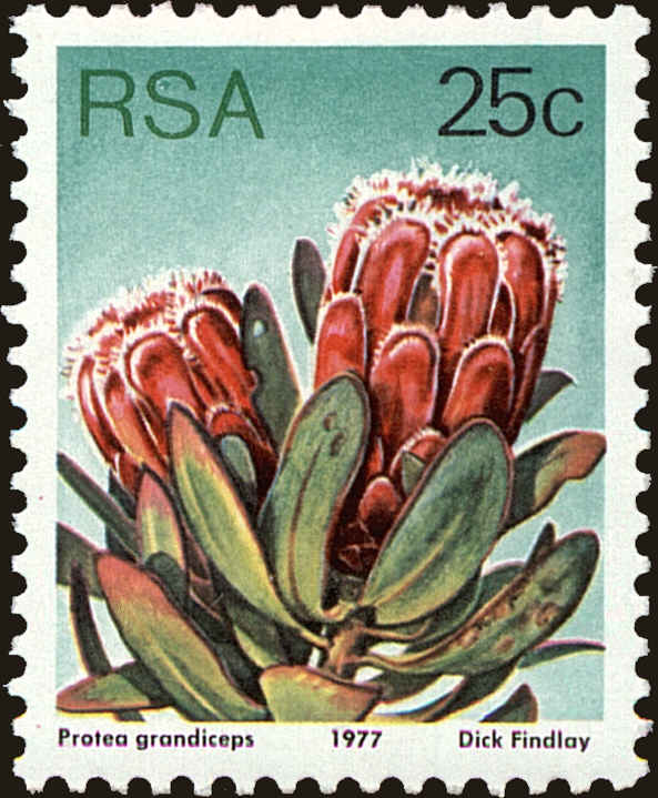 Front view of South Africa 487 collectors stamp