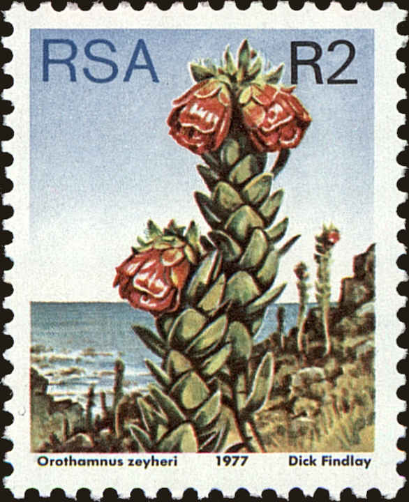 Front view of South Africa 491 collectors stamp