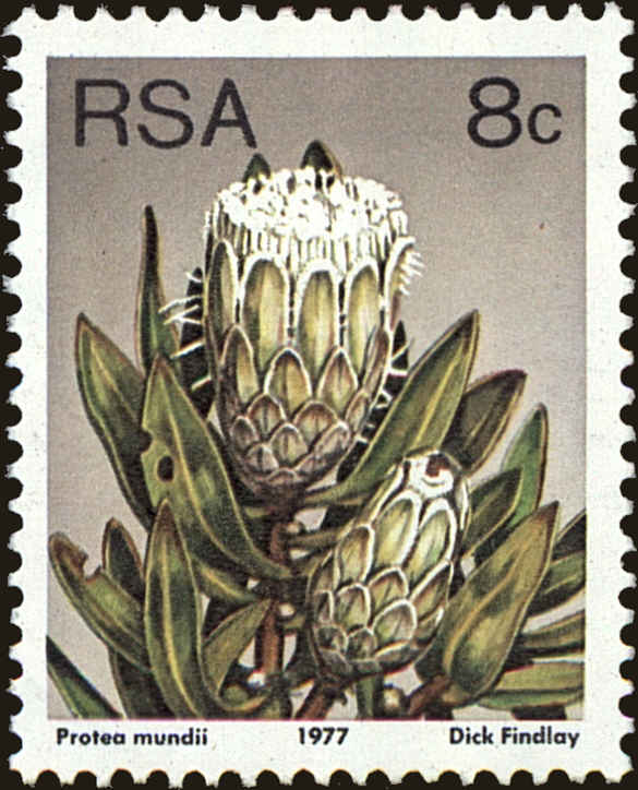 Front view of South Africa 482a collectors stamp