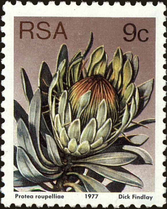 Front view of South Africa 483a collectors stamp
