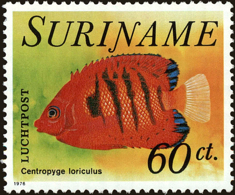Front view of Surinam C56 collectors stamp
