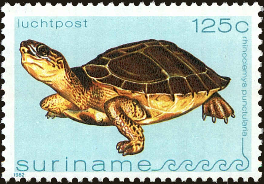 Front view of Surinam C100 collectors stamp