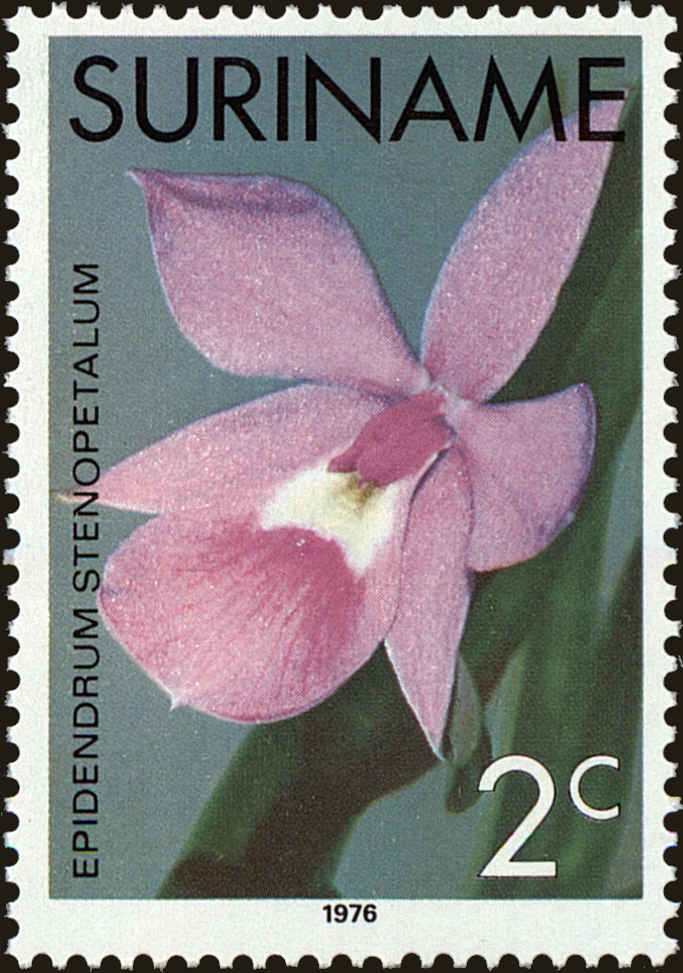 Front view of Surinam 428 collectors stamp