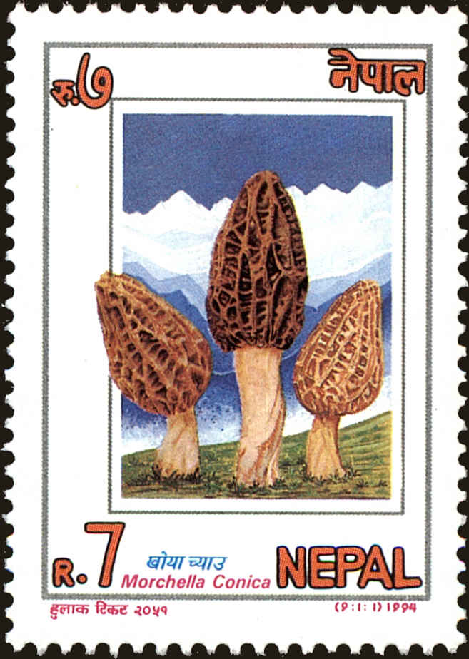 Front view of Nepal 554 collectors stamp