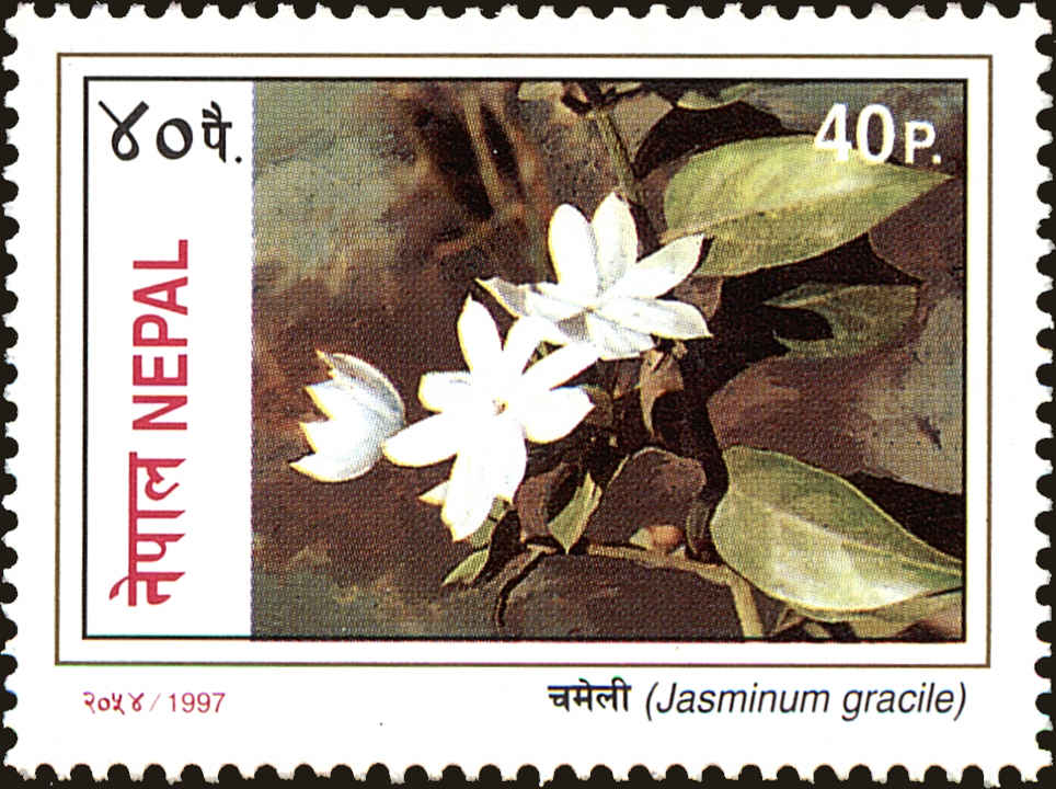 Front view of Nepal 620 collectors stamp
