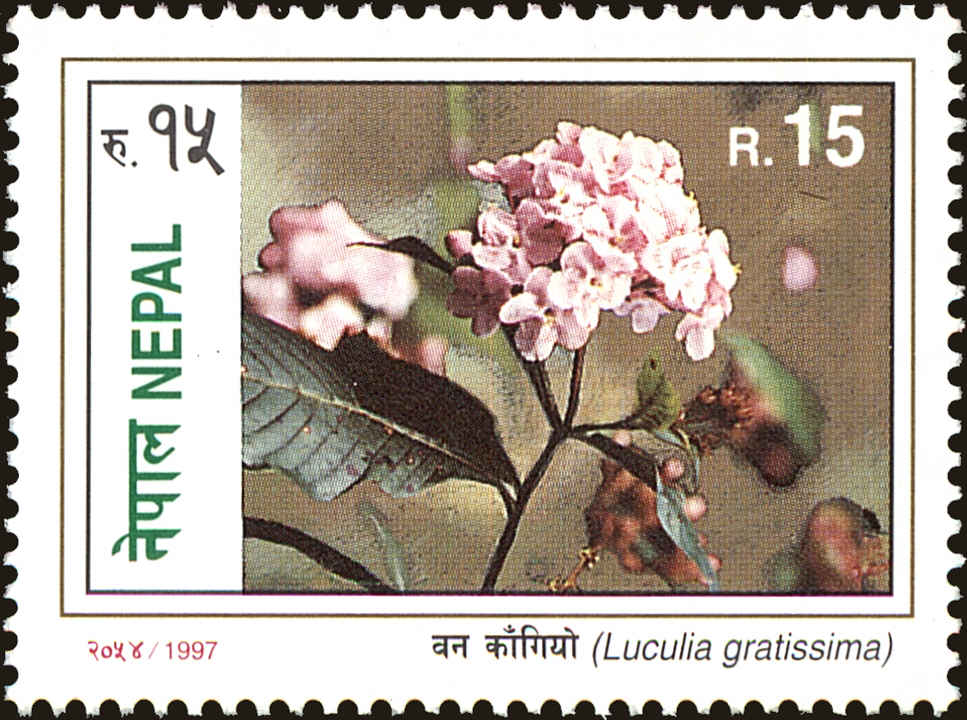 Front view of Nepal 623 collectors stamp