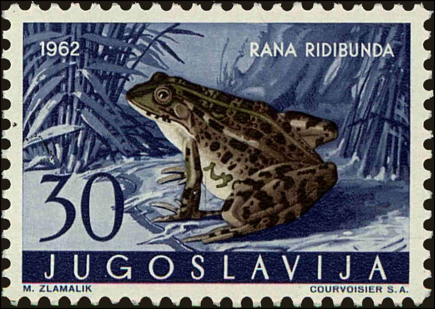 Front view of Kingdom of Yugoslavia 682 collectors stamp