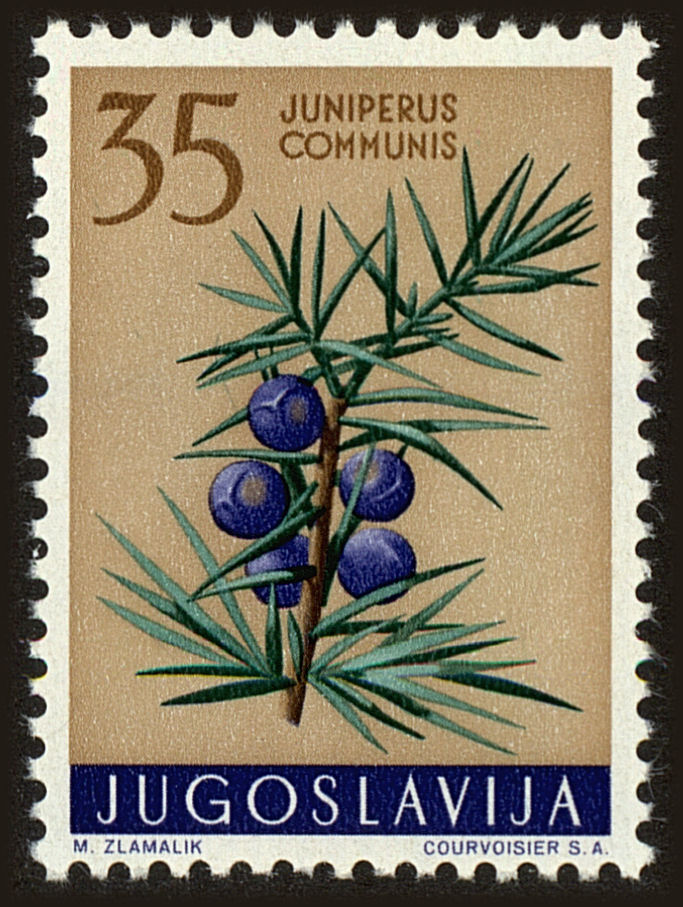 Front view of Kingdom of Yugoslavia 543 collectors stamp